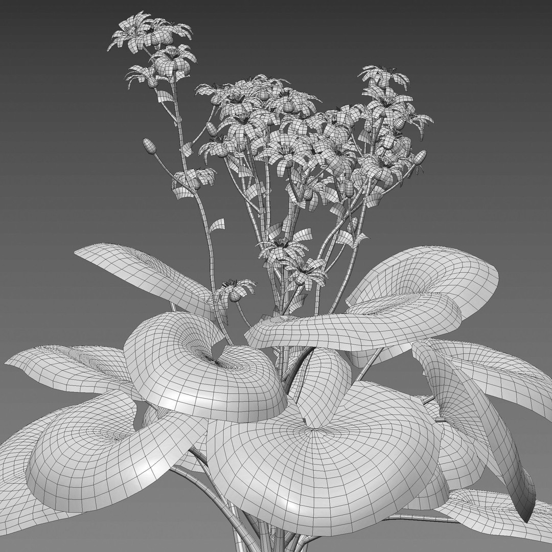 Farfugium japonicum 3D Model – PBR Plant Asset, FBX, Game Ready - View 6