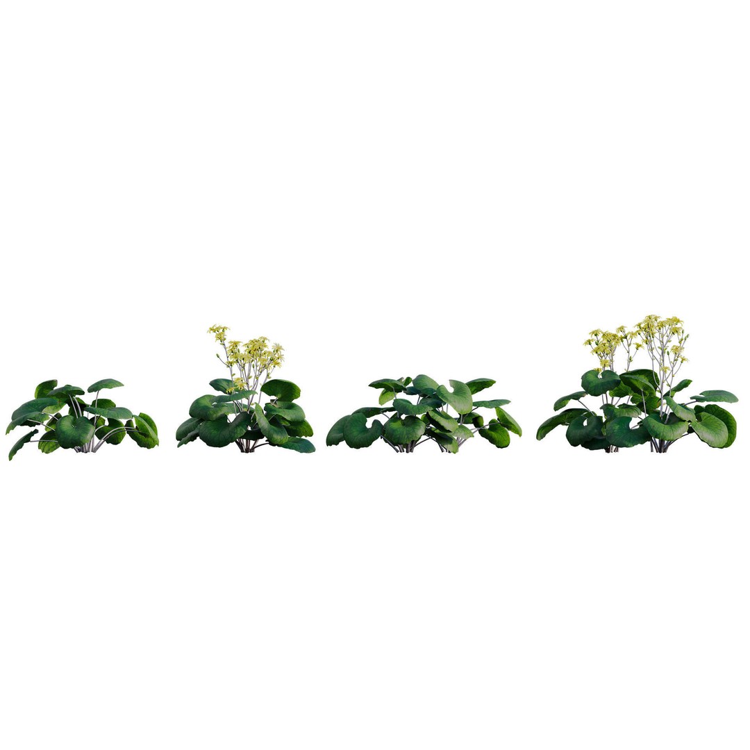 Farfugium japonicum 3D Model – PBR Plant Asset, FBX, Game Ready - View 7