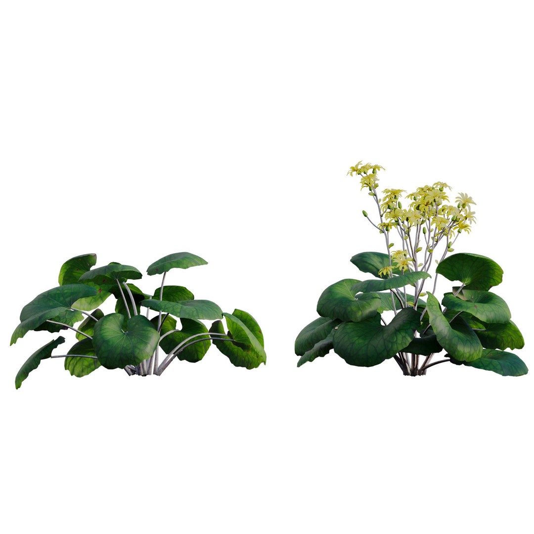 Farfugium japonicum 3D Model – PBR Plant Asset, FBX, Game Ready - View 8