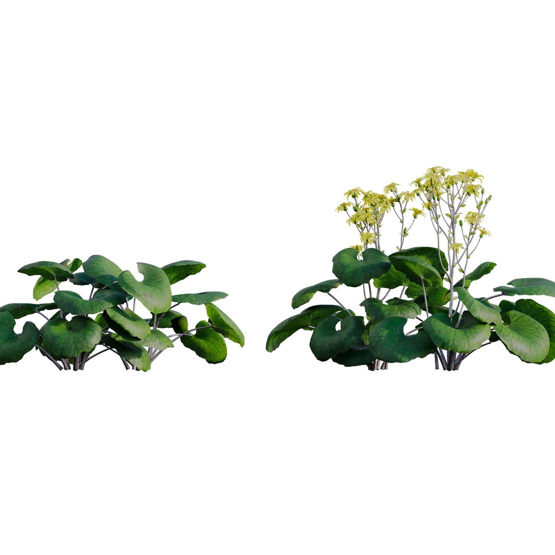 Farfugium japonicum 3D Model – PBR Plant Asset, FBX, Game Ready - View 9