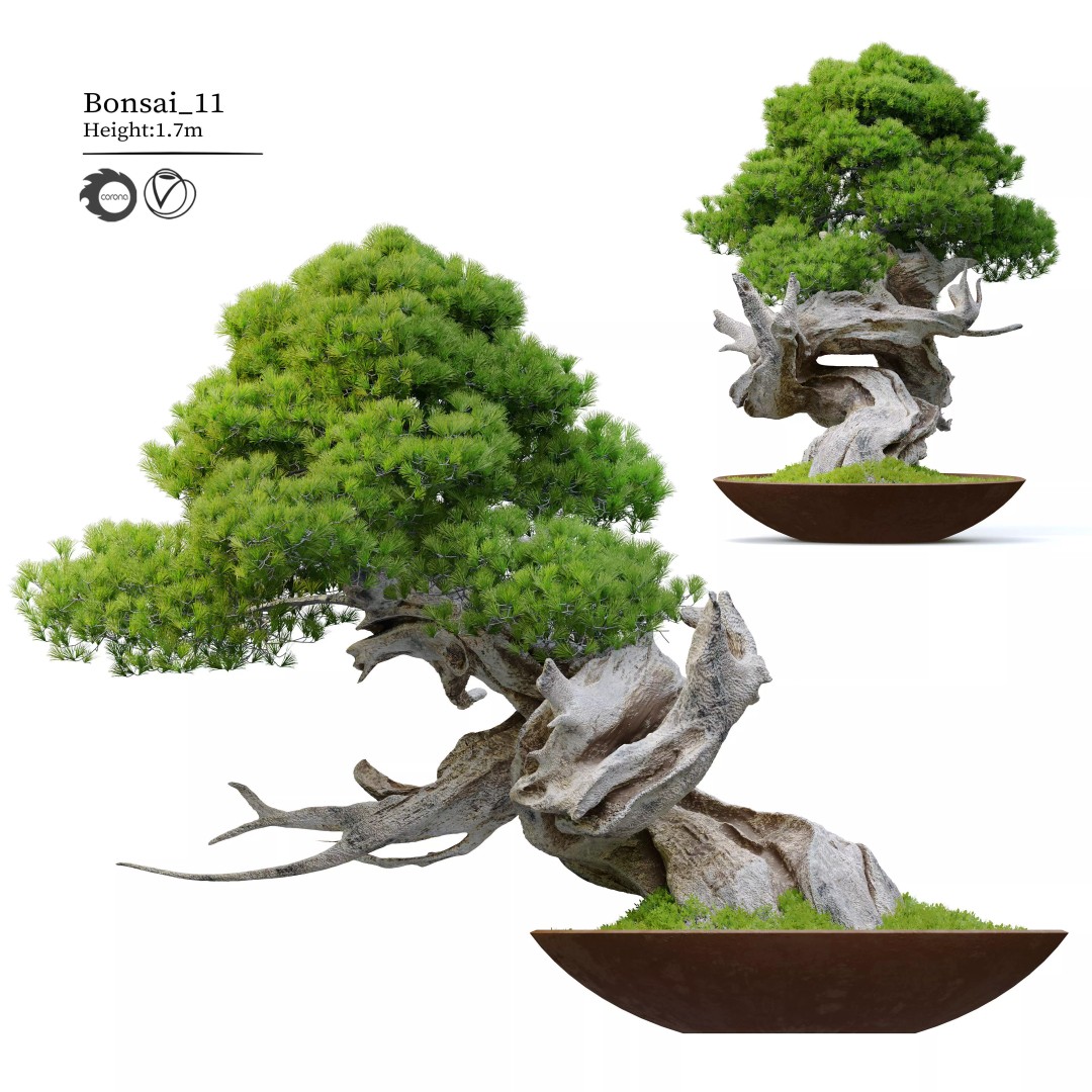 Bonsai Plant 3D Model – High Poly Pot Plant with Textures - View 2