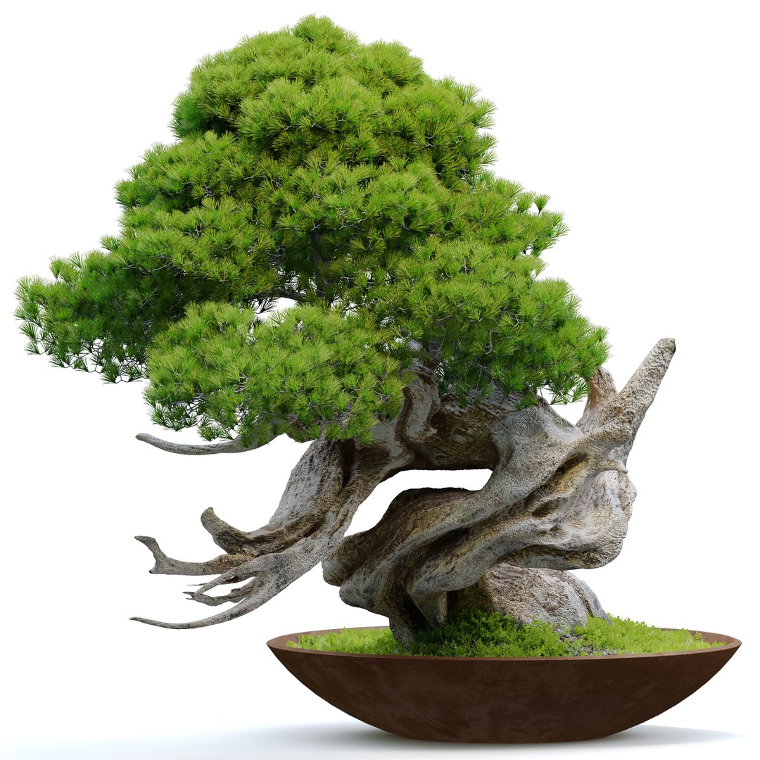 Bonsai Plant 3D Model – High Poly Pot Plant with Textures - View 3