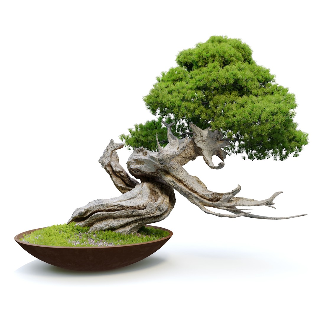 Bonsai Plant 3D Model – High Poly Pot Plant with Textures - View 4