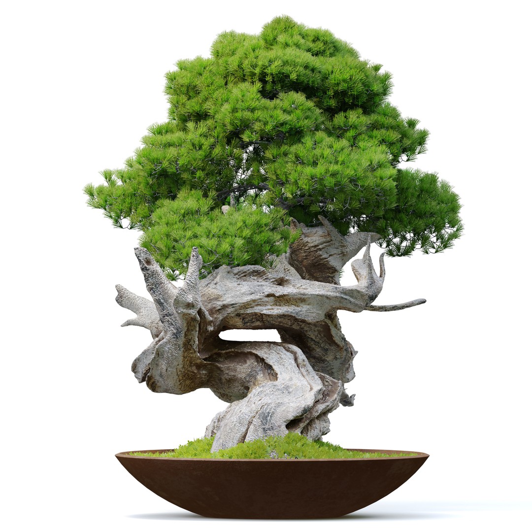 Bonsai Plant 3D Model – High Poly Pot Plant with Textures - View 5