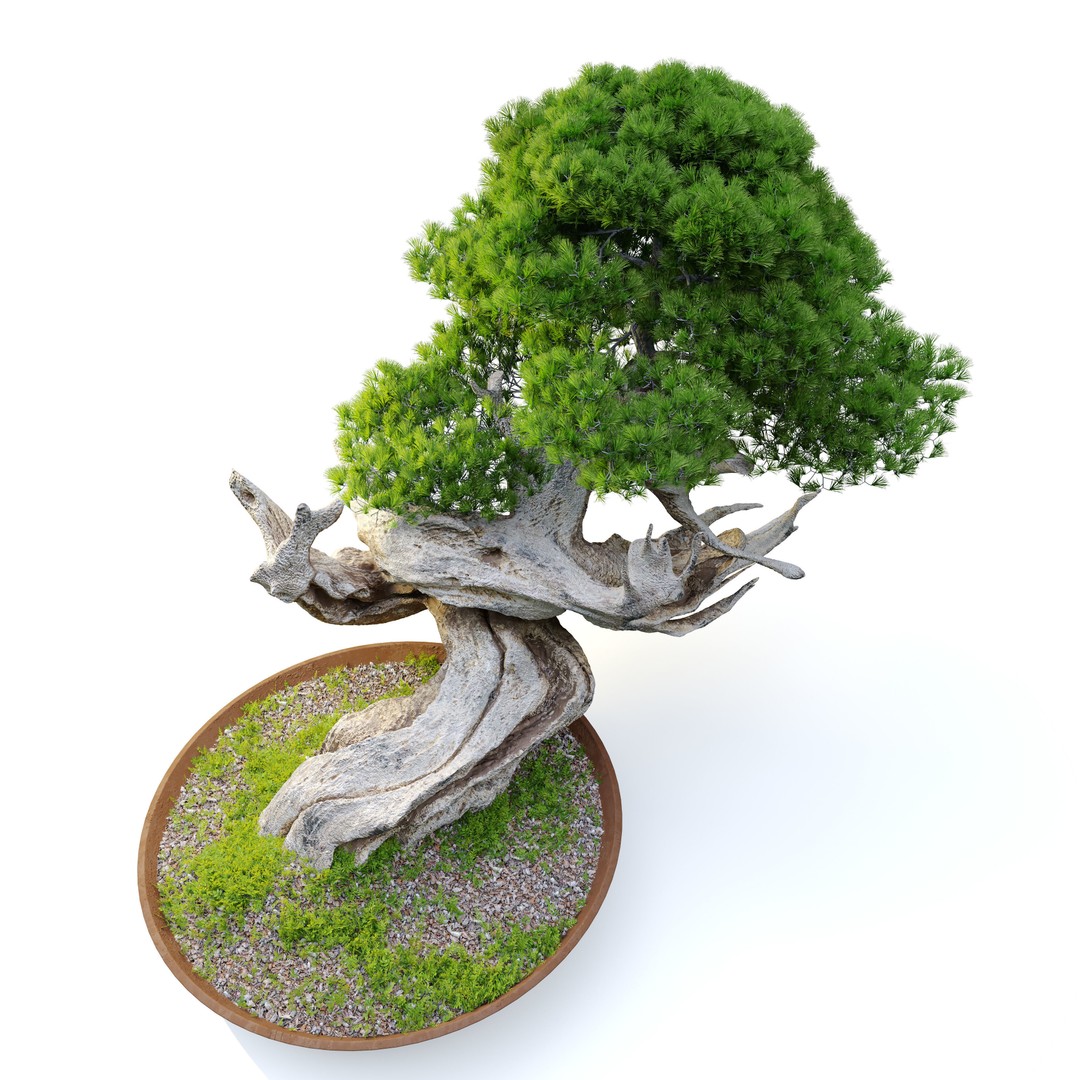 Bonsai Plant 3D Model – High Poly Pot Plant with Textures - View 6