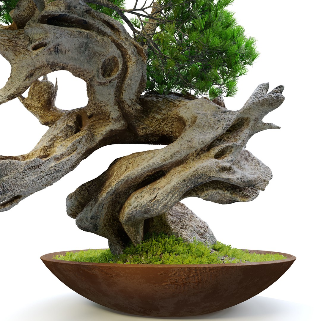 Bonsai Plant 3D Model – High Poly Pot Plant with Textures - View 7