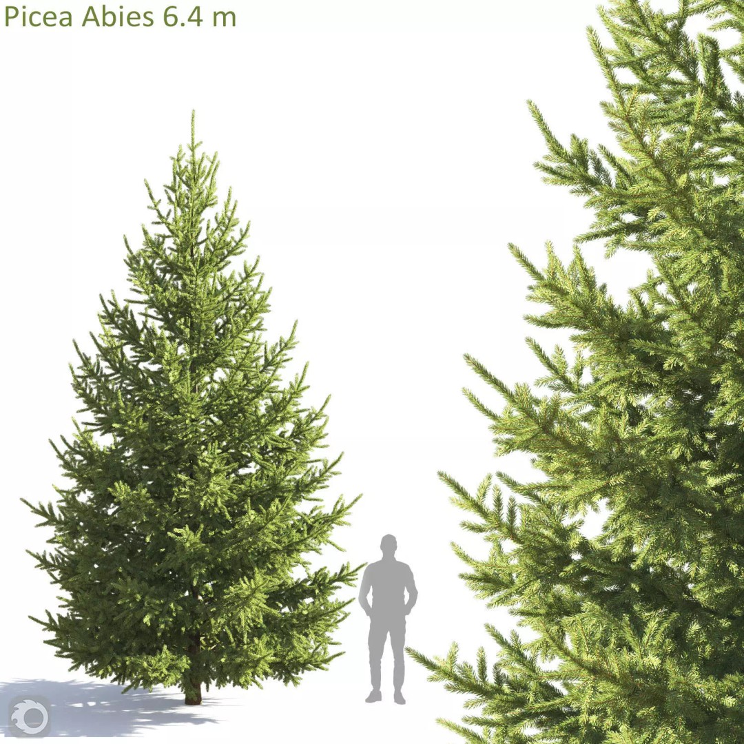 Picea Abies 3D Model – Realistic Conifer Tree Asset, FBX - View 2