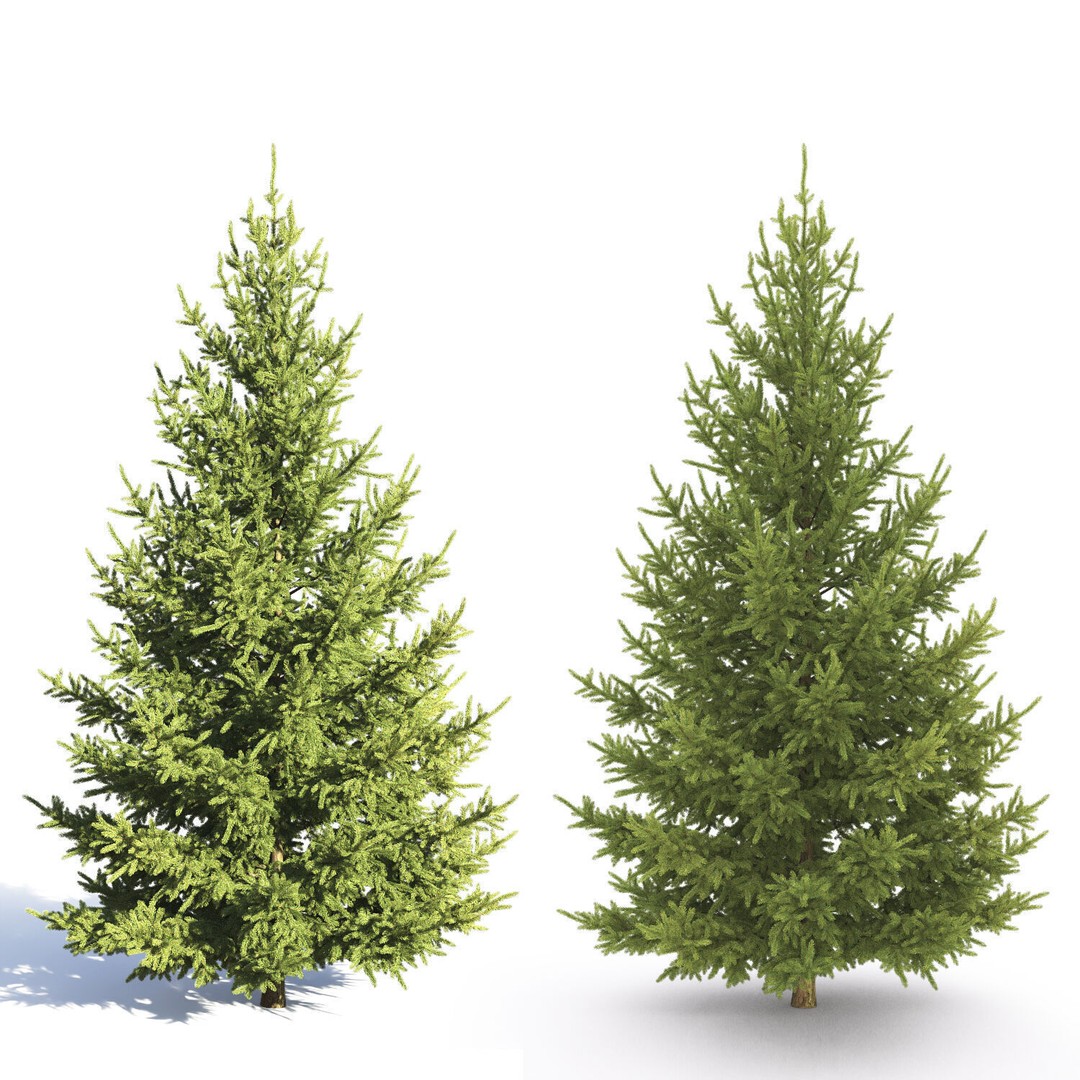 Picea Abies 3D Model – Realistic Conifer Tree Asset, FBX - View 3