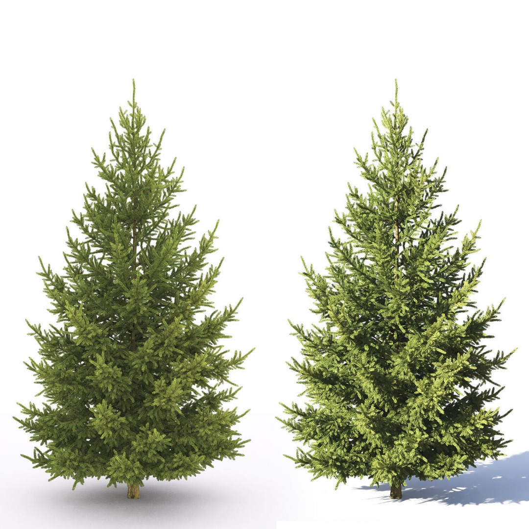 Picea Abies 3D Model – Realistic Conifer Tree Asset, FBX - View 4