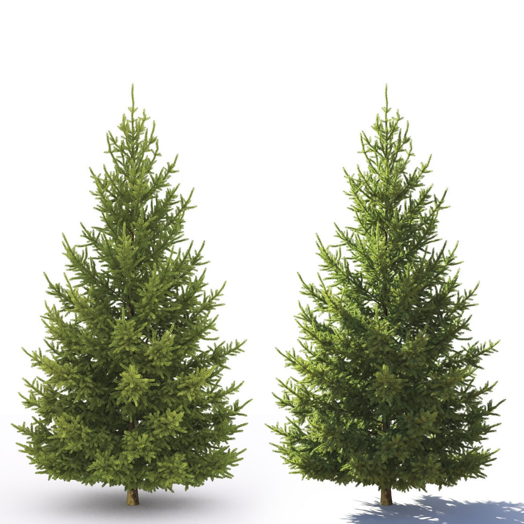 Picea Abies 3D Model – Realistic Conifer Tree Asset, FBX - View 5