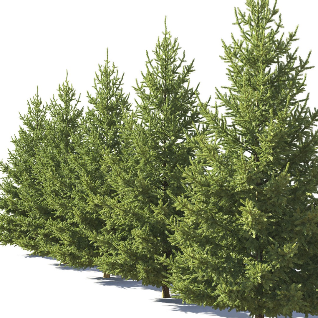 Picea Abies 3D Model – Realistic Conifer Tree Asset, FBX - View 6