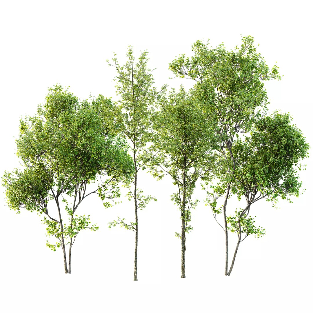 Alnus Glutinosa and Acer Saccharinum 3D Model – High Poly Game Asset, FBX - View 2