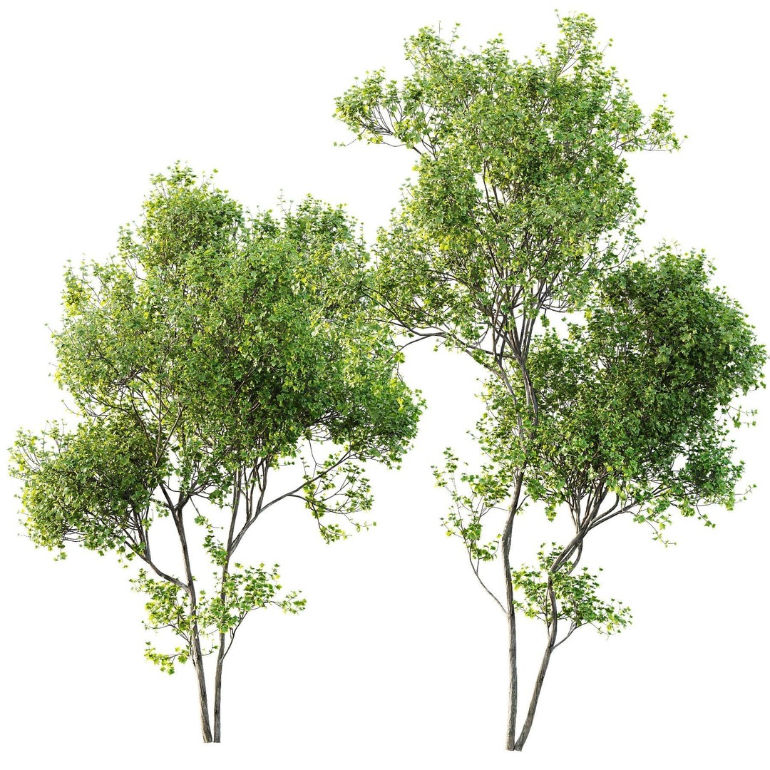 Alnus Glutinosa and Acer Saccharinum 3D Model – High Poly Game Asset, FBX - View 4