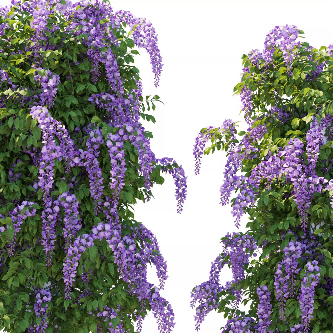 American Wisteria Vines 3D Model – High-Quality Garden Asset, FBX, Vray, Corona