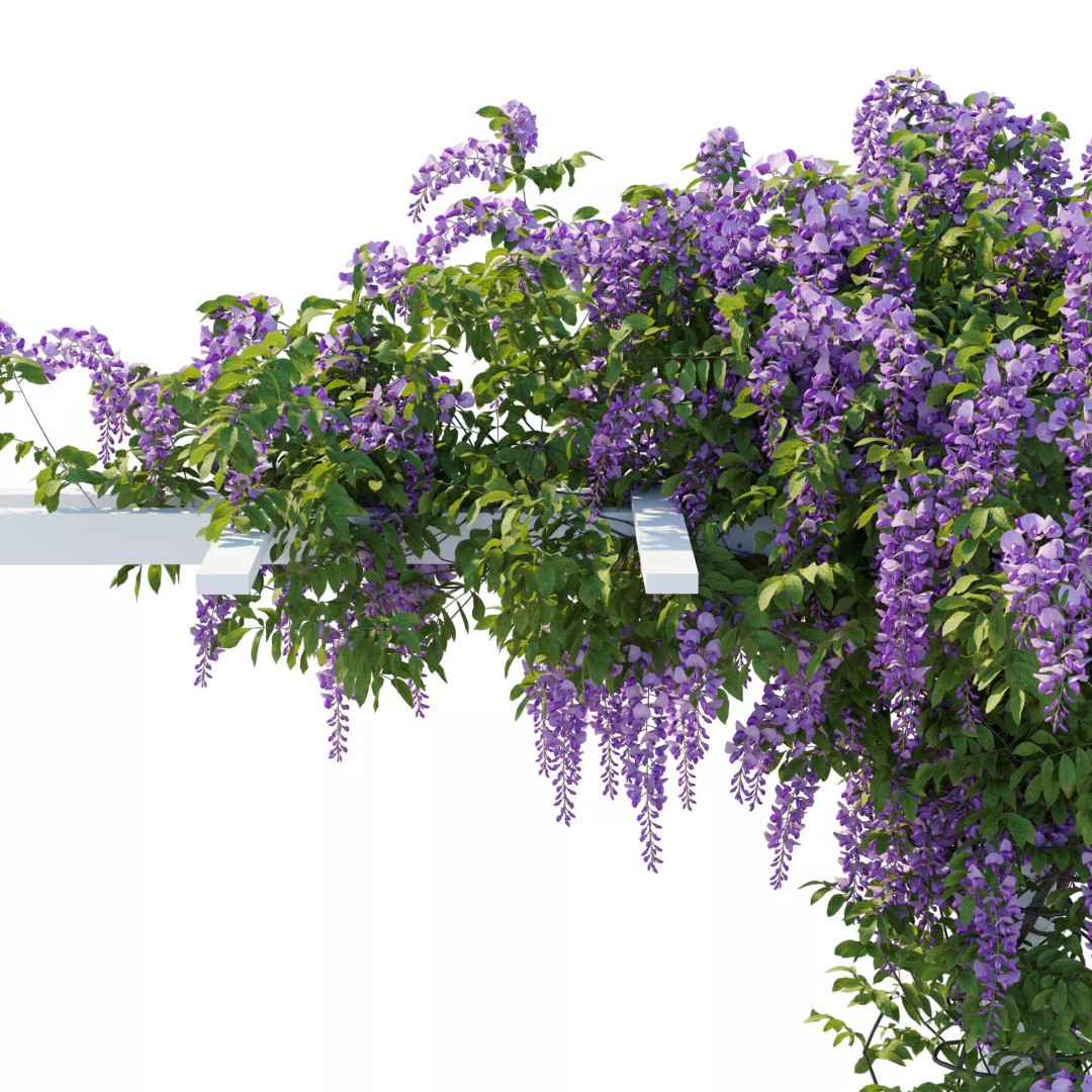 American Wisteria Vines 3D Model – High-Quality Garden Asset, FBX, Vray, Corona - View 11