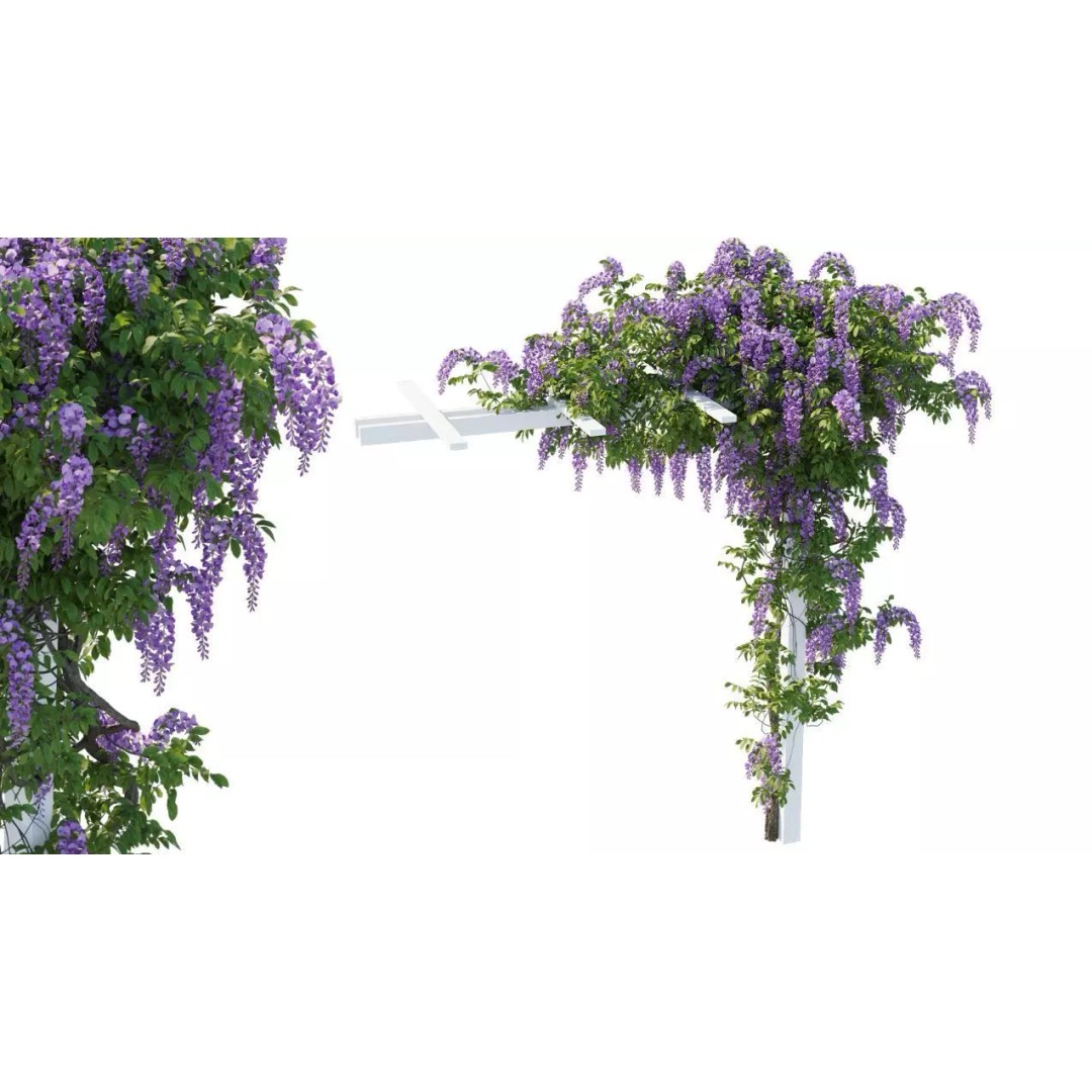 American Wisteria Vines 3D Model – High-Quality Garden Asset, FBX, Vray, Corona - View 12