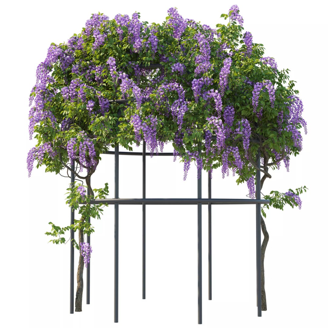 American Wisteria Vines 3D Model – High-Quality Garden Asset, FBX, Vray, Corona - View 14