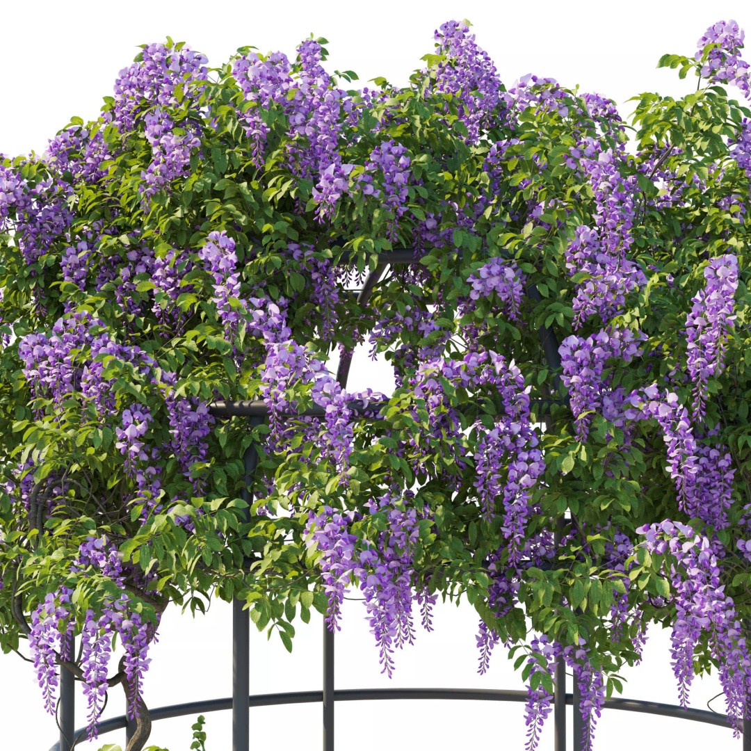 American Wisteria Vines 3D Model – High-Quality Garden Asset, FBX, Vray, Corona - View 15