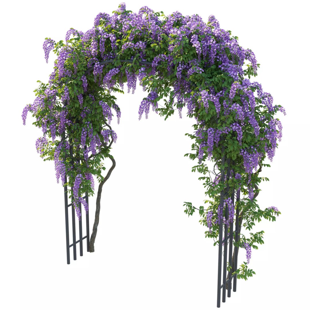 American Wisteria Vines 3D Model – High-Quality Garden Asset, FBX, Vray, Corona - View 16