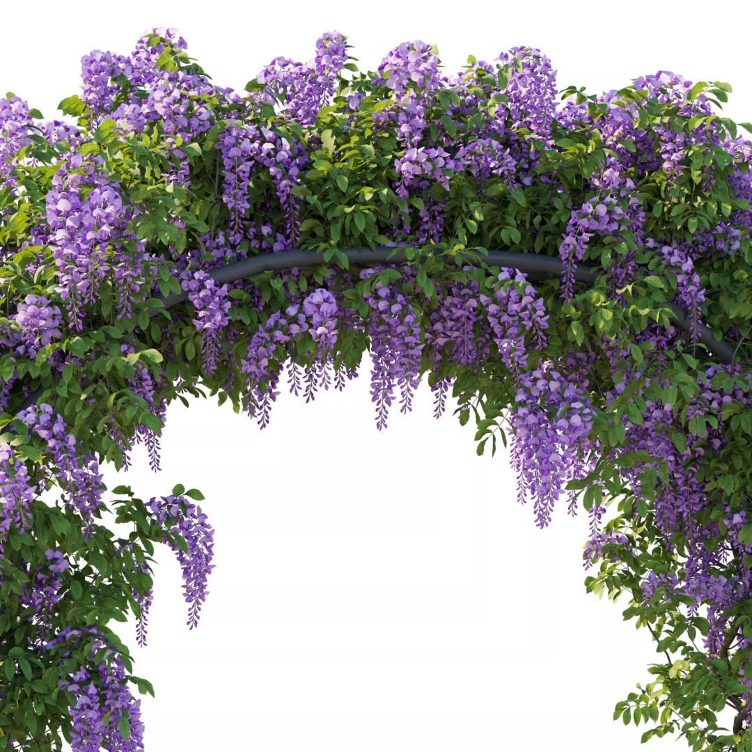 American Wisteria Vines 3D Model – High-Quality Garden Asset, FBX, Vray, Corona - View 18