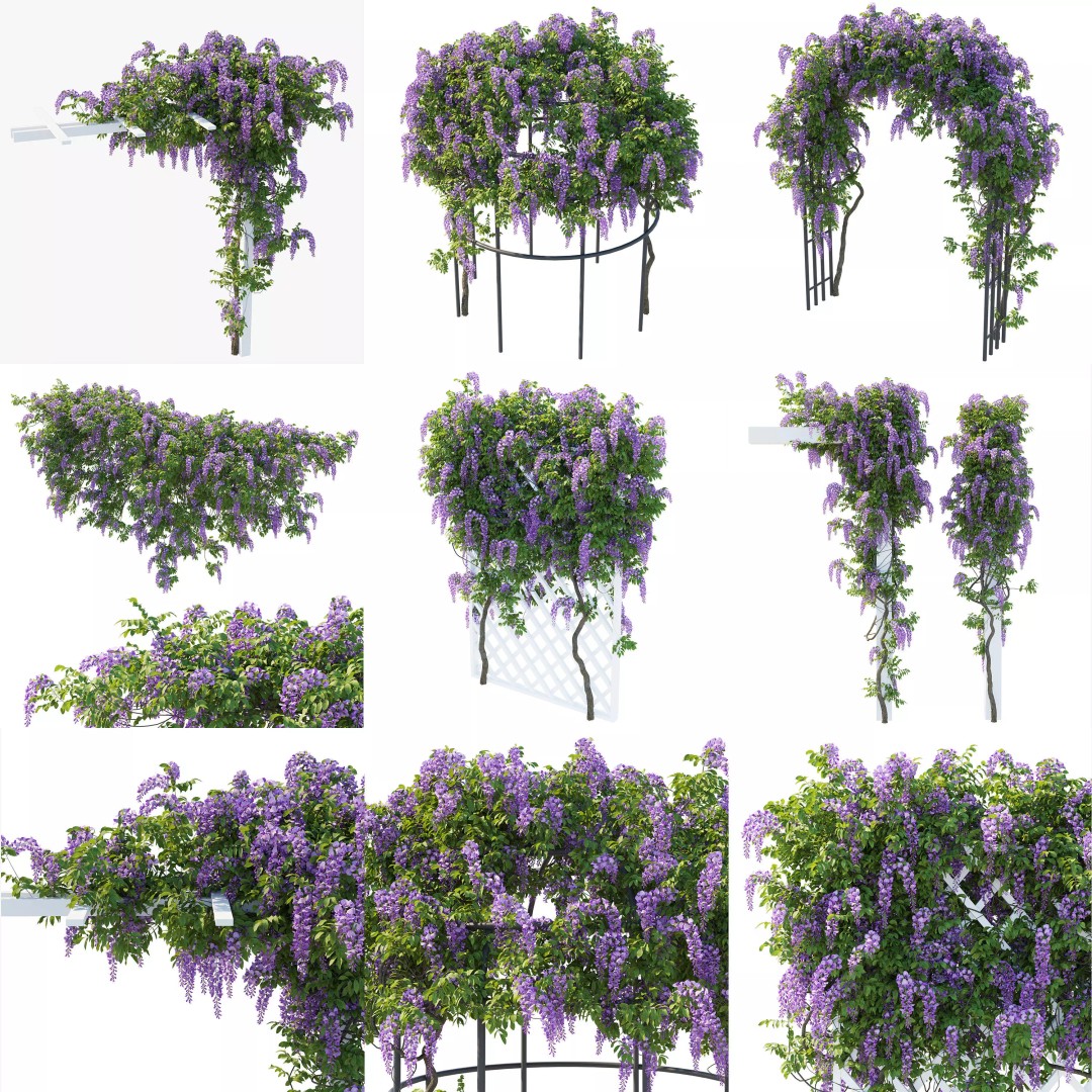 American Wisteria Vines 3D Model – High-Quality Garden Asset, FBX, Vray, Corona - View 2