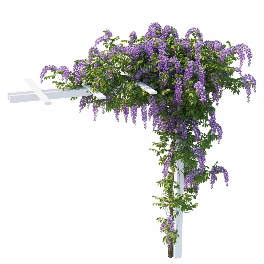 American Wisteria Vines 3D Model – High-Quality Garden Asset, FBX, Vray, Corona - View 3
