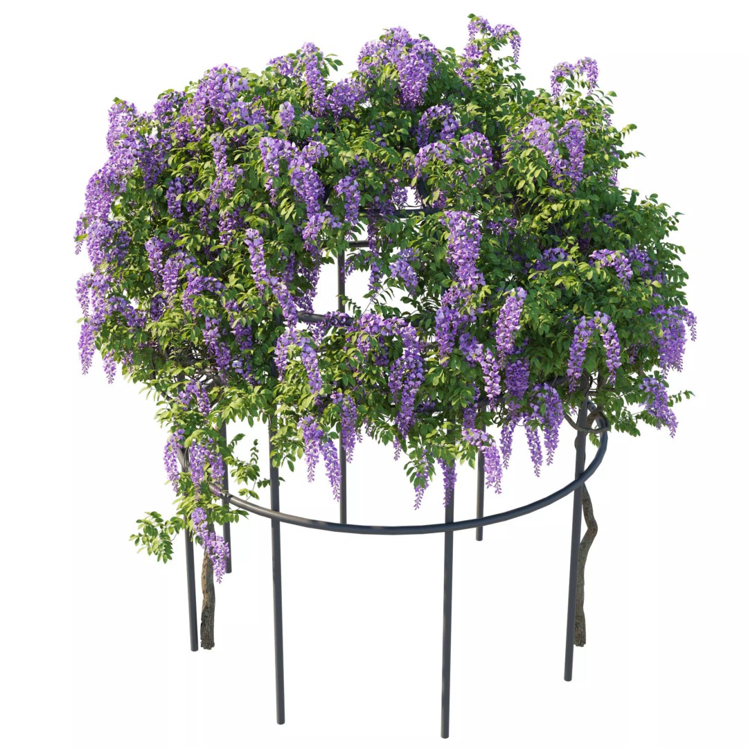 American Wisteria Vines 3D Model – High-Quality Garden Asset, FBX, Vray, Corona - View 4