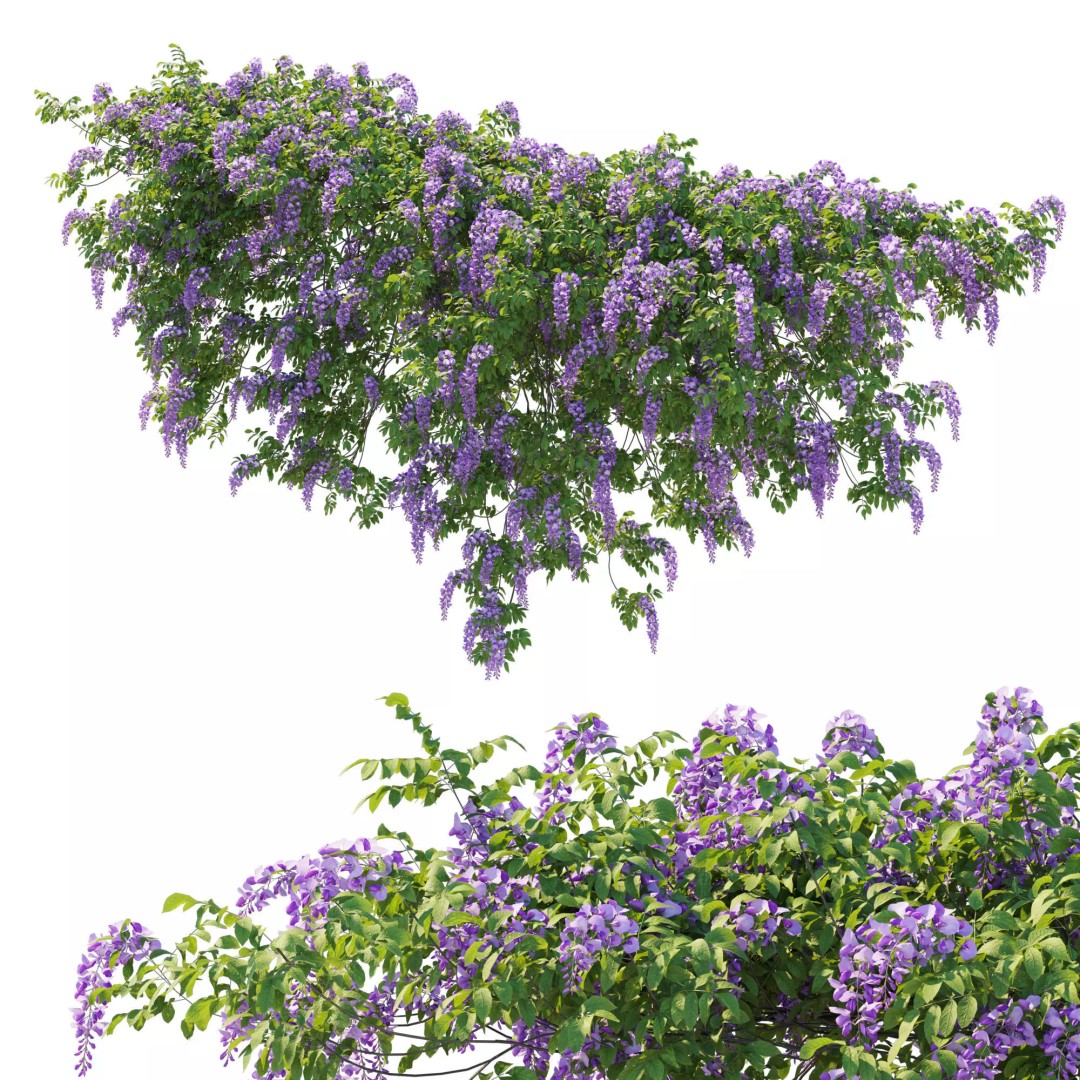 American Wisteria Vines 3D Model – High-Quality Garden Asset, FBX, Vray, Corona - View 5