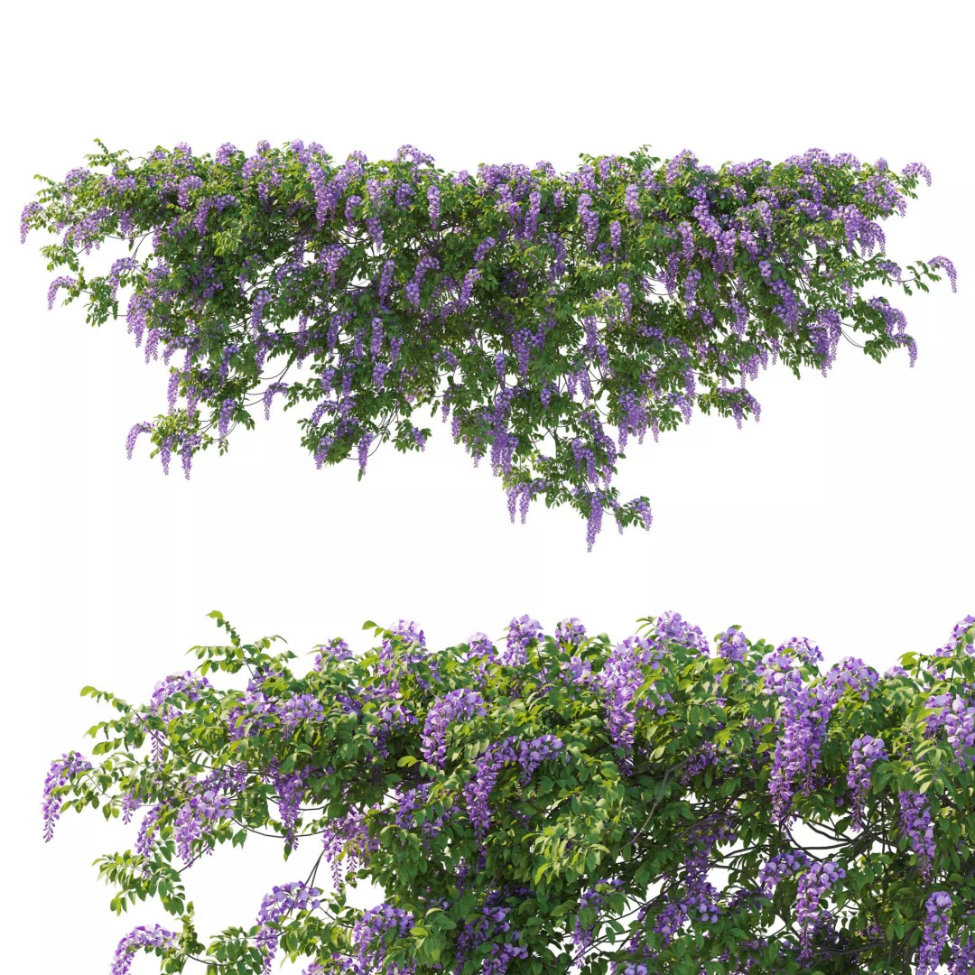 American Wisteria Vines 3D Model – High-Quality Garden Asset, FBX, Vray, Corona - View 6