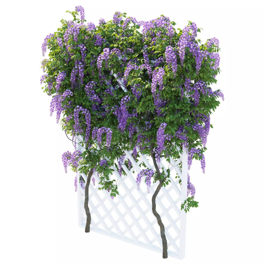 American Wisteria Vines 3D Model – High-Quality Garden Asset, FBX, Vray, Corona - View 7