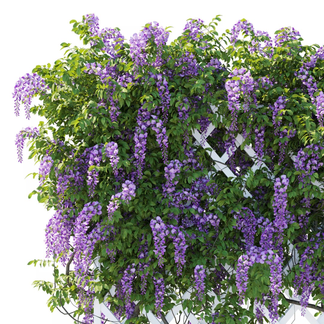 American Wisteria Vines 3D Model – High-Quality Garden Asset, FBX, Vray, Corona - View 8