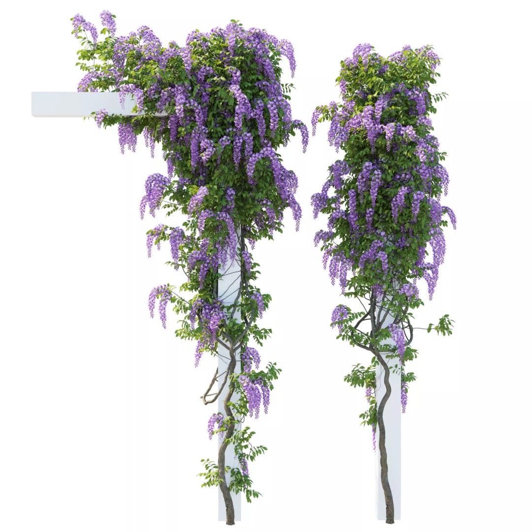American Wisteria Vines 3D Model – High-Quality Garden Asset, FBX, Vray, Corona - View 9