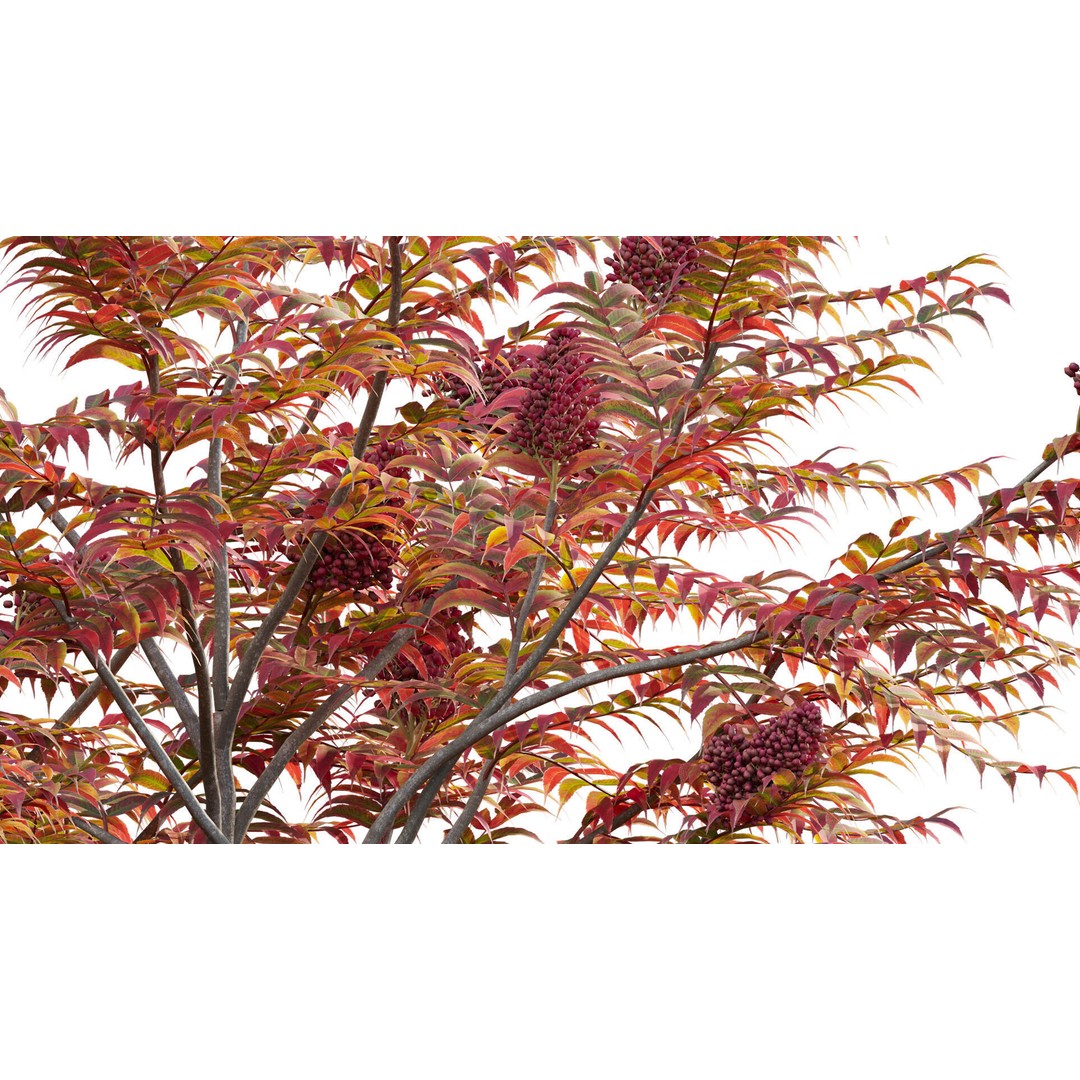 Rhus Typhina 3D Model – PBR Plant Asset, FBX Format