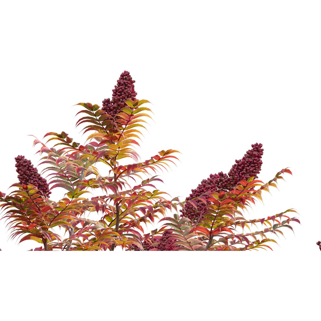 Rhus Typhina 3D Model – PBR Plant Asset, FBX Format - View 10
