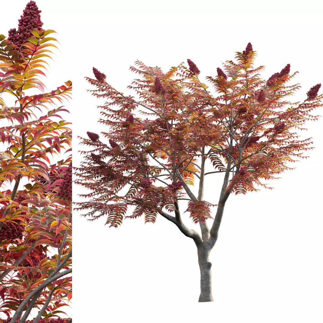 Rhus Typhina 3D Model – PBR Plant Asset, FBX Format - View 2