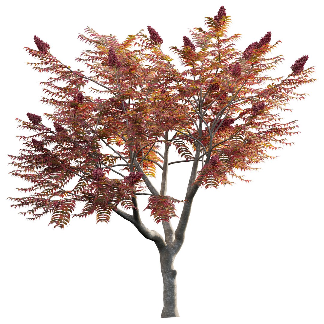 Rhus Typhina 3D Model – PBR Plant Asset, FBX Format - View 3