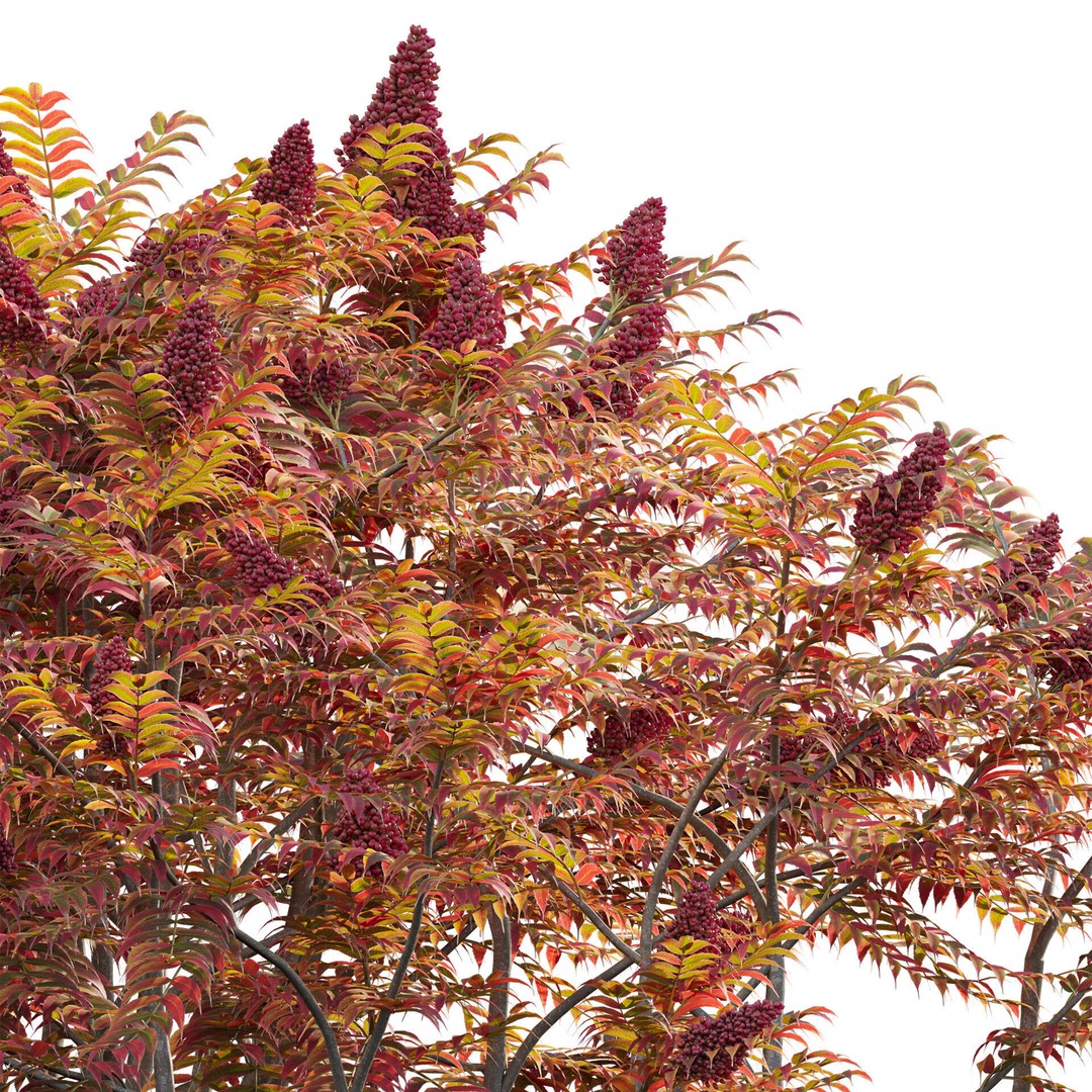 Rhus Typhina 3D Model – PBR Plant Asset, FBX Format - View 4