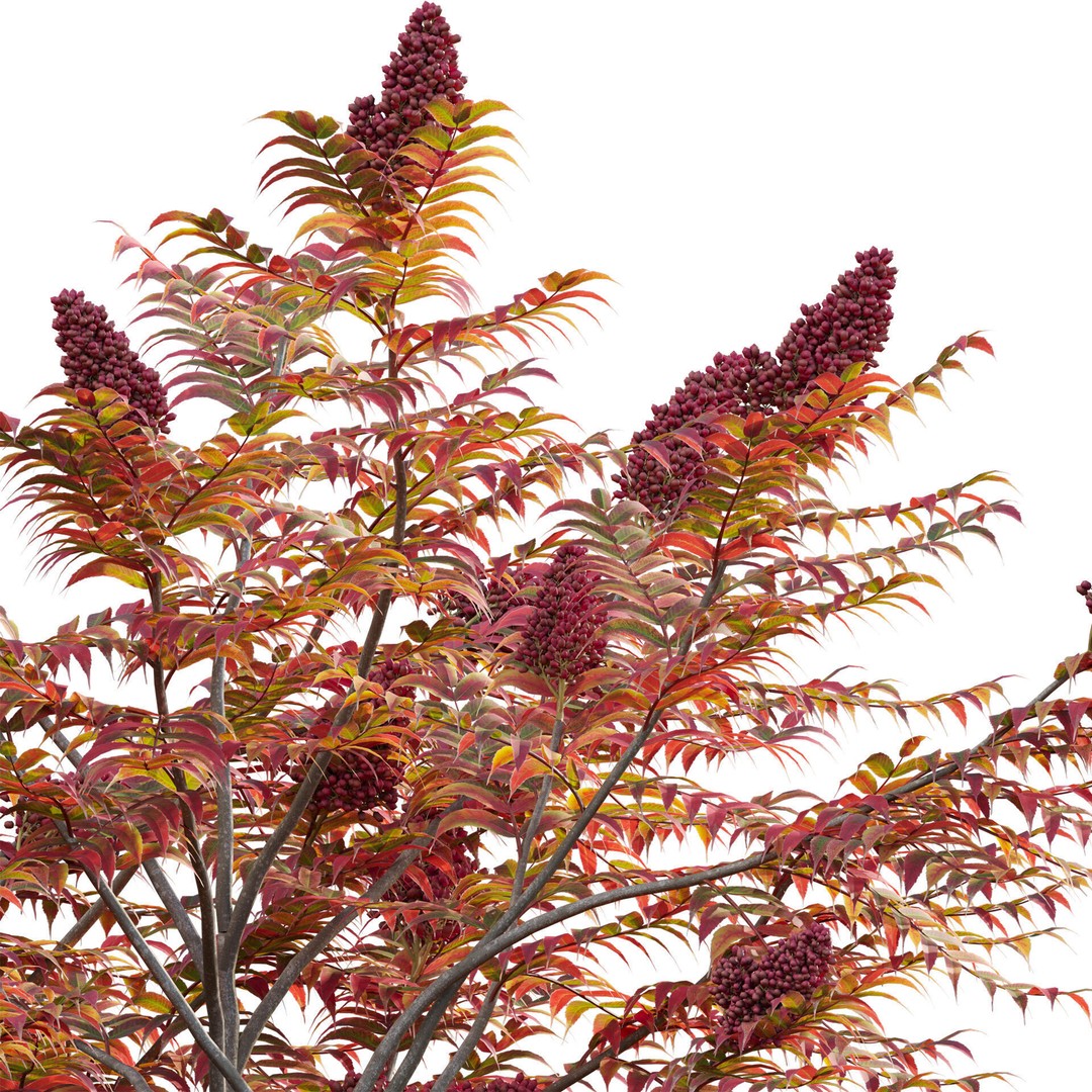 Rhus Typhina 3D Model – PBR Plant Asset, FBX Format - View 5