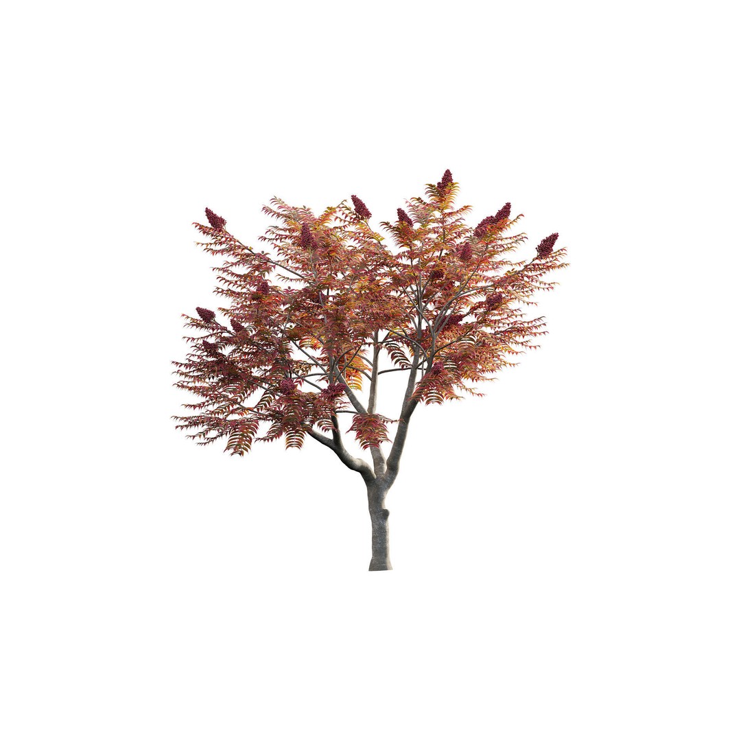 Rhus Typhina 3D Model – PBR Plant Asset, FBX Format - View 7