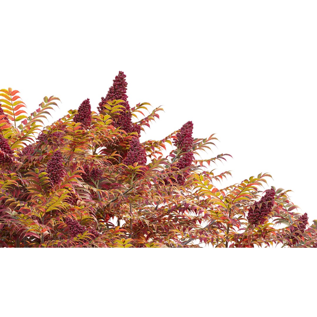 Rhus Typhina 3D Model – PBR Plant Asset, FBX Format - View 8