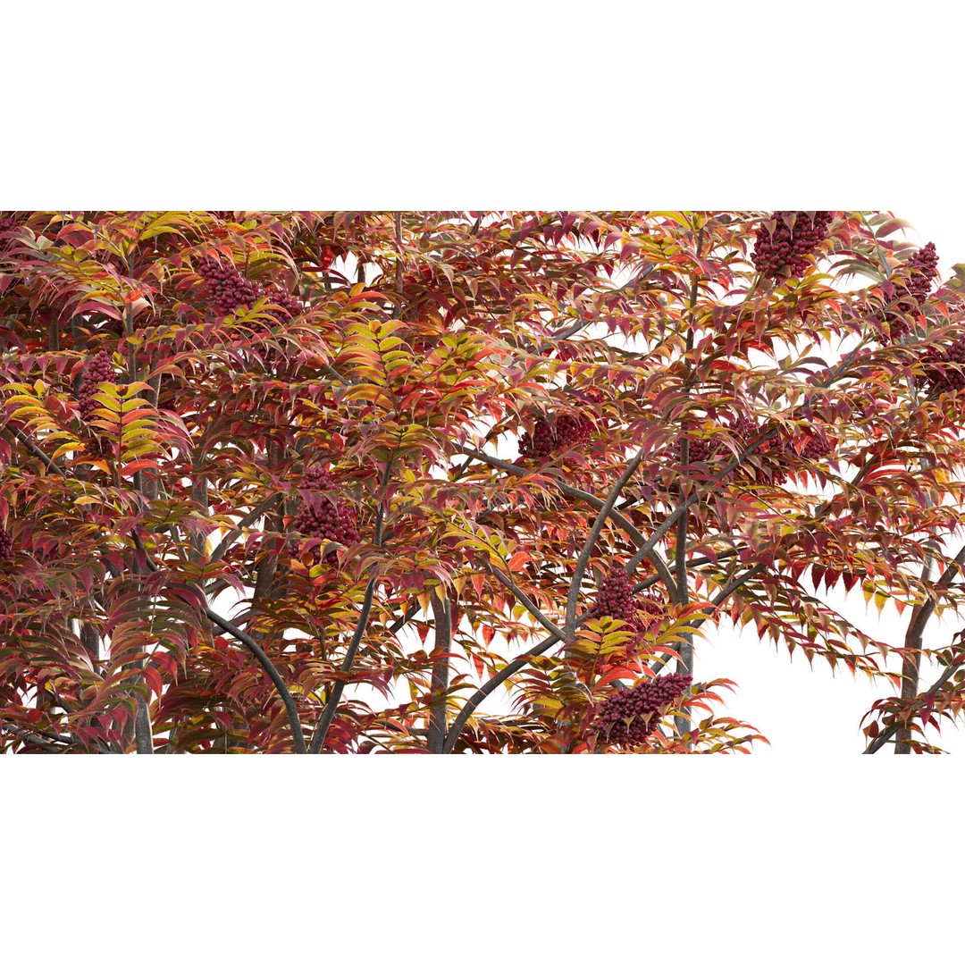 Rhus Typhina 3D Model – PBR Plant Asset, FBX Format - View 9