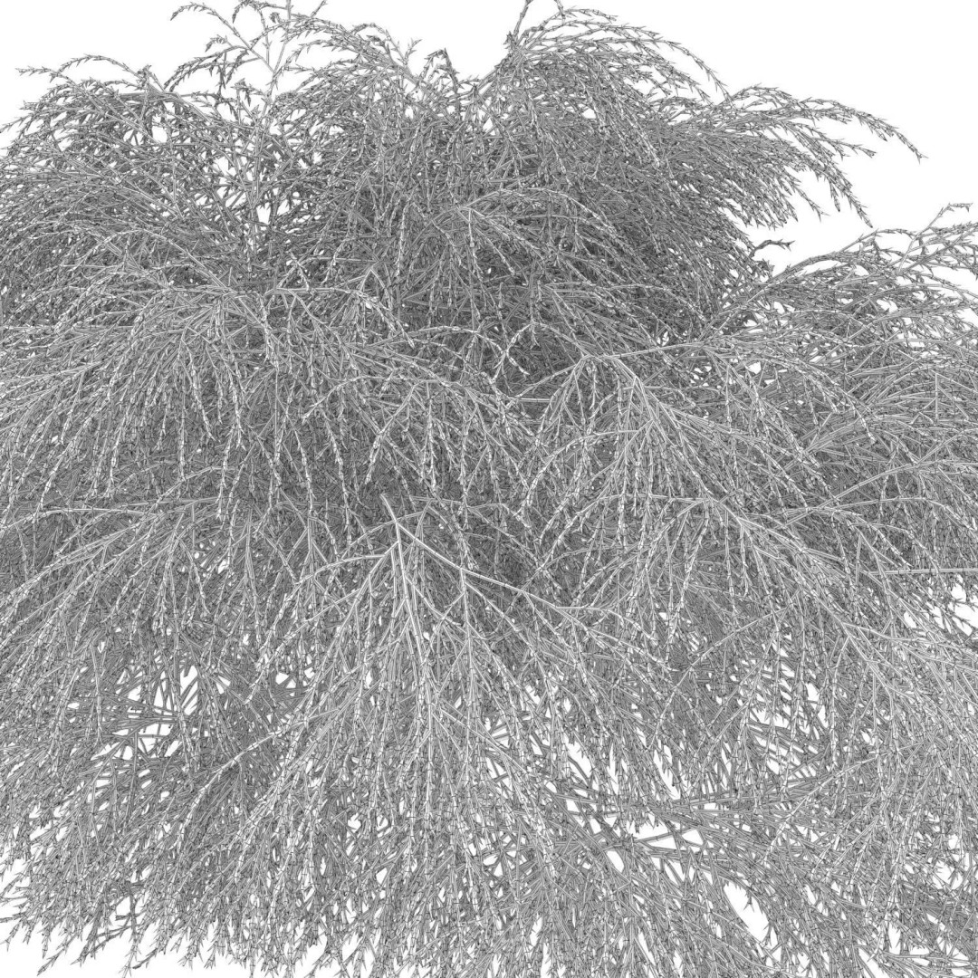 Chamaecyparis Pisifera 3D Model – Low Poly Conifer Bushes, OBJ & FBX