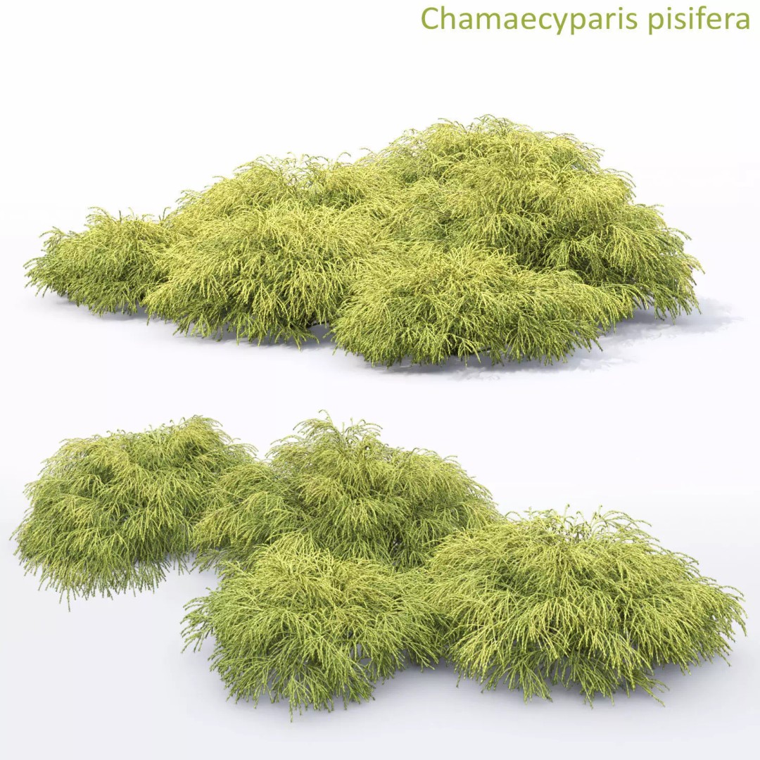 Chamaecyparis Pisifera 3D Model – Low Poly Conifer Bushes, OBJ & FBX - View 2