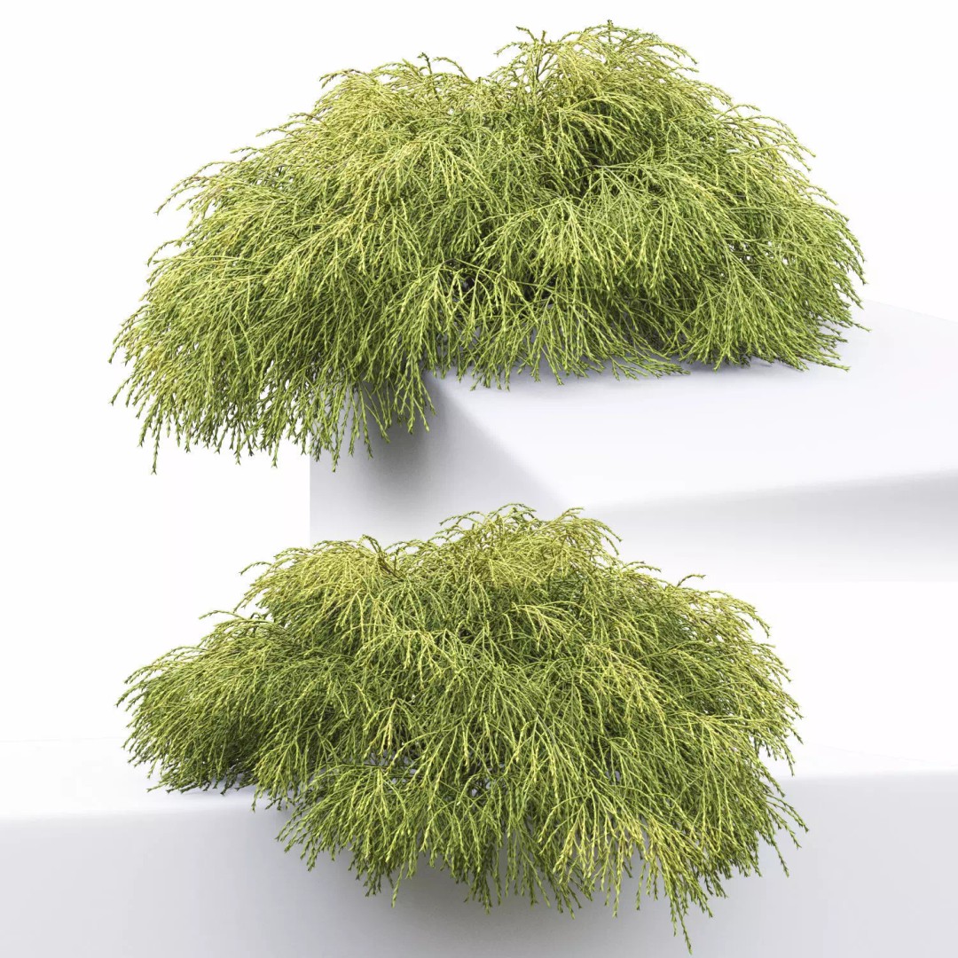 Chamaecyparis Pisifera 3D Model – Low Poly Conifer Bushes, OBJ & FBX - View 3
