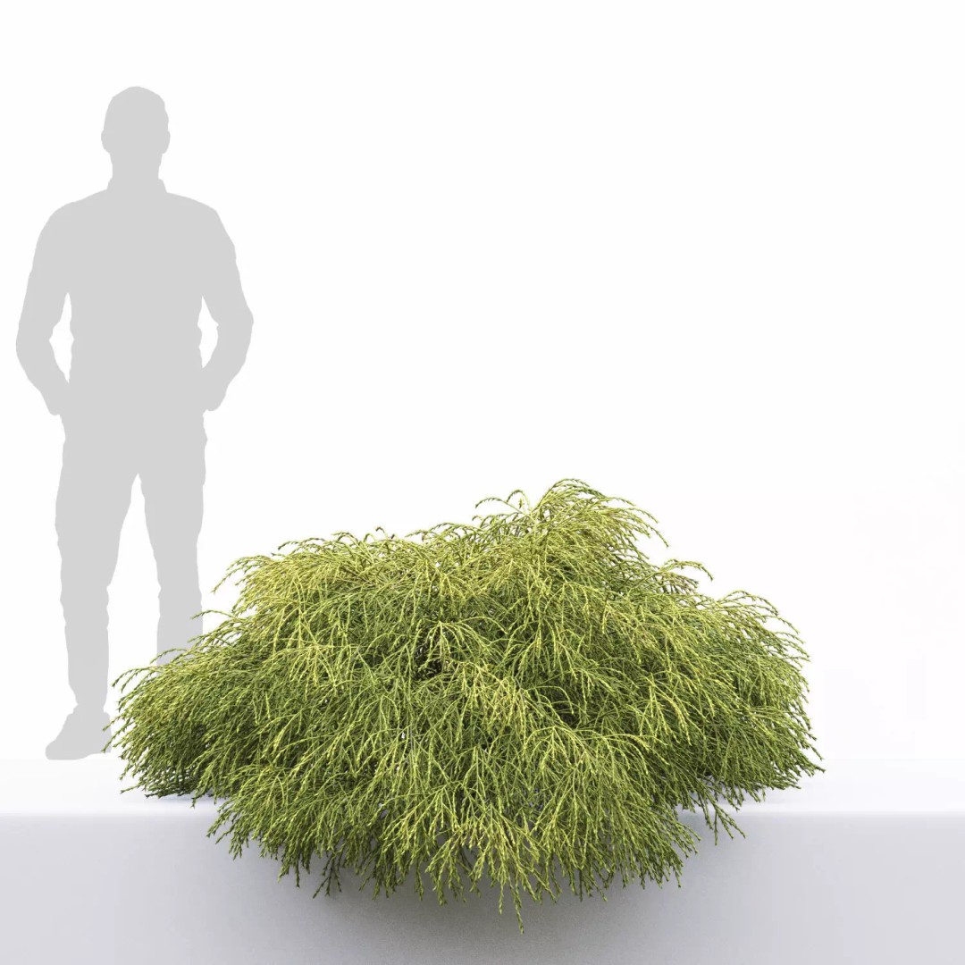 Chamaecyparis Pisifera 3D Model – Low Poly Conifer Bushes, OBJ & FBX - View 4