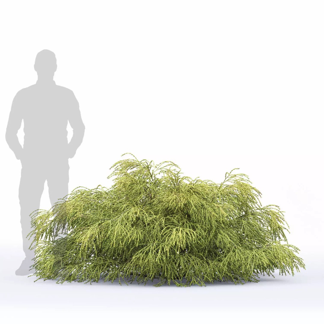 Chamaecyparis Pisifera 3D Model – Low Poly Conifer Bushes, OBJ & FBX - View 5
