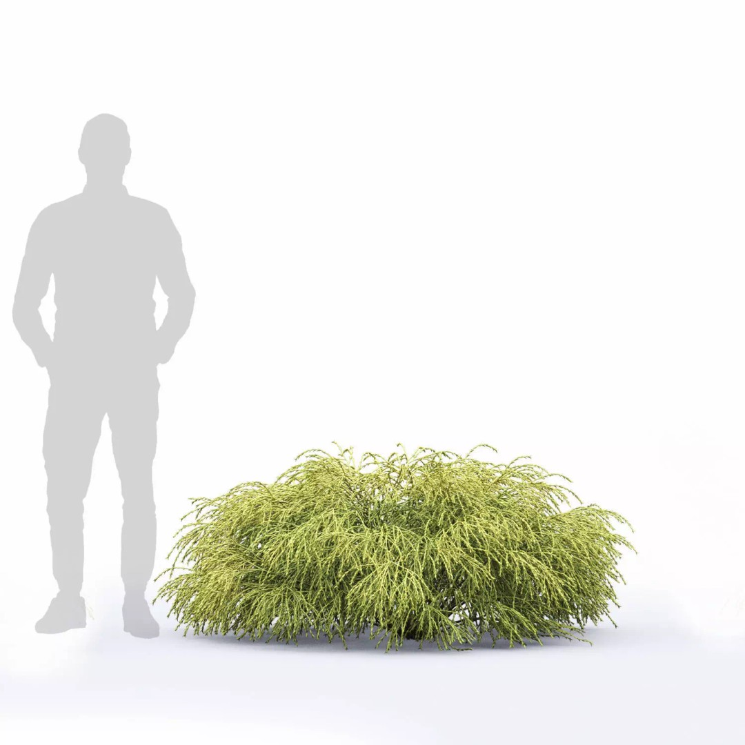 Chamaecyparis Pisifera 3D Model – Low Poly Conifer Bushes, OBJ & FBX - View 6
