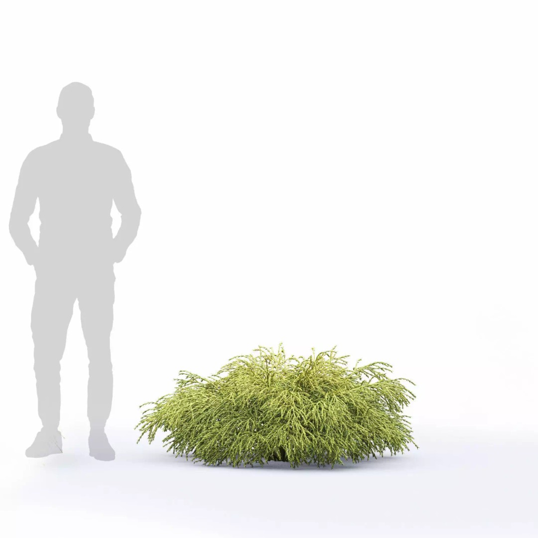 Chamaecyparis Pisifera 3D Model – Low Poly Conifer Bushes, OBJ & FBX - View 7