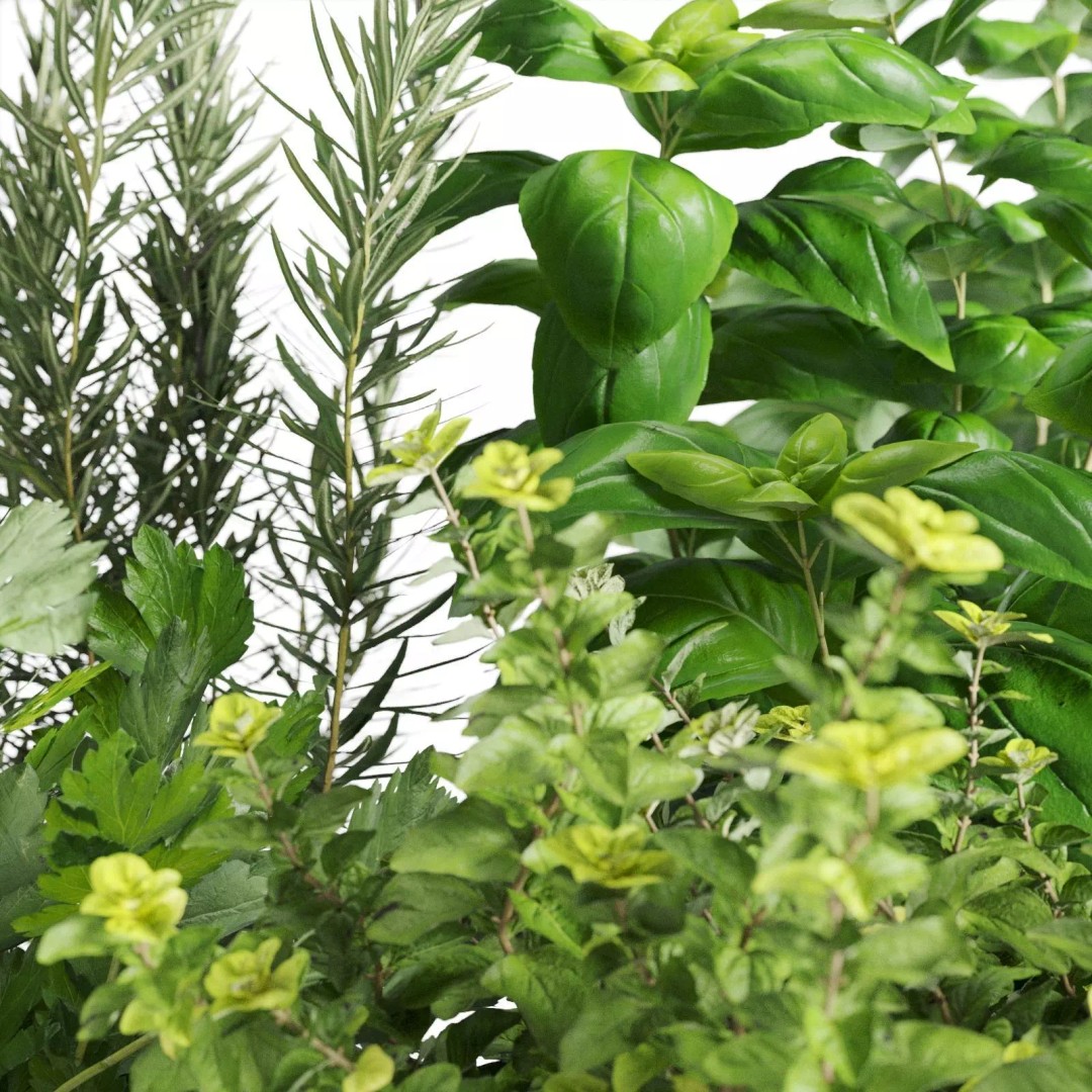 Kitchen Herbs 3D Model – Realistic Plants in Wicker Basket, FBX