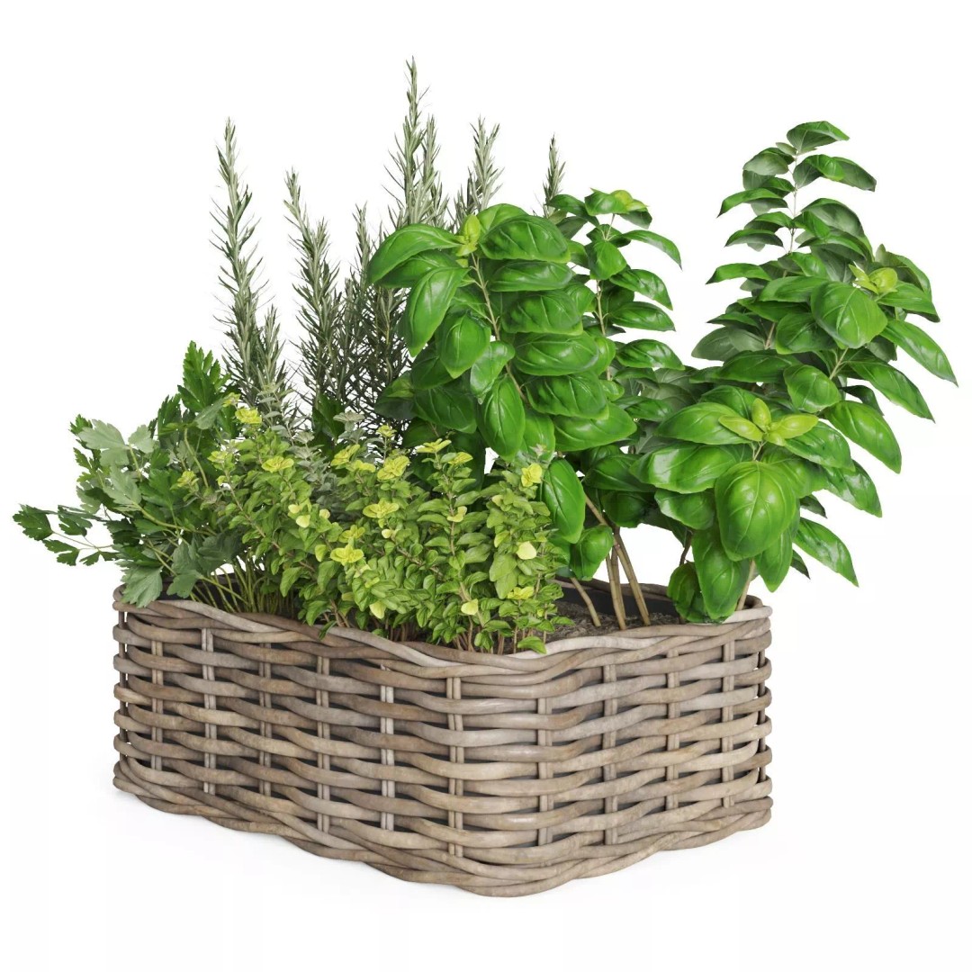 Kitchen Herbs 3D Model – Realistic Plants in Wicker Basket, FBX - View 10
